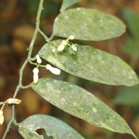 Xanthophyllum
